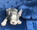 Small Photo #17 French Bulldog Puppy For Sale in JERSEY CITY, NJ, USA