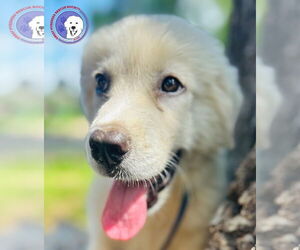 Great Pyrenees Dogs for adoption in Spring, TX, USA