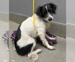 *CLOVER - Male Dachshund-Unknown Mix Dog for Adoption - Small photo