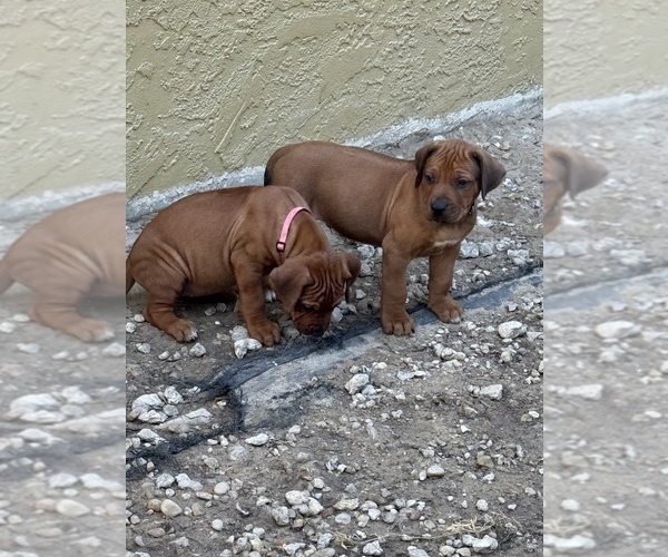 Medium Photo #4 Rhodesian Ridgeback Puppy For Sale in LEHIGH ACRES, FL, USA