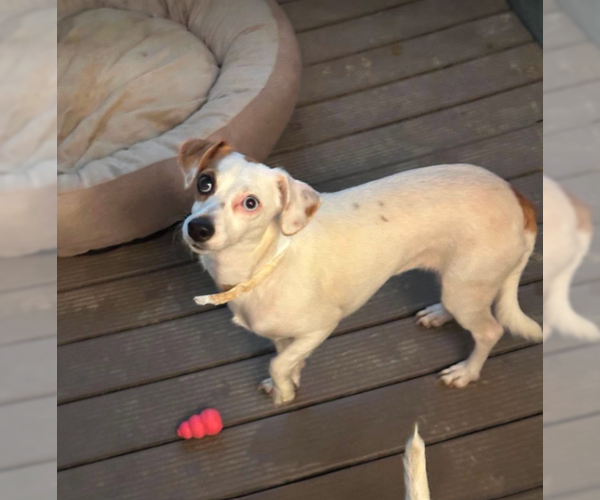 Medium Photo #2 Chiweenie Puppy For Sale in Cranston, RI, USA