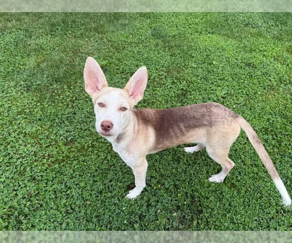 Medium Photo #12 Siberian Husky-Unknown Mix Puppy For Sale in Germantown, OH, USA