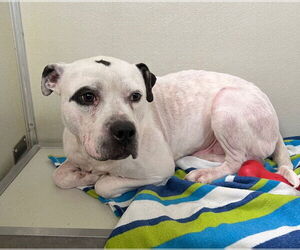 American Staffordshire Terrier Dogs for adoption in Pierceton , IN, USA