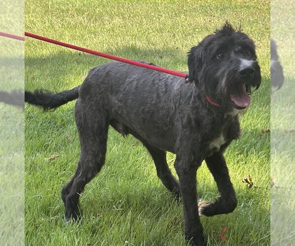 Medium Photo #2 Boxer-Poodle (Standard) Mix Puppy For Sale in Yardley, PA, USA