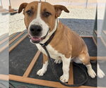 Small #1 American Pit Bull Terrier Mix