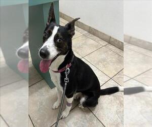 Border Collie-Unknown Mix Dogs for adoption in San Antonio, TX, USA