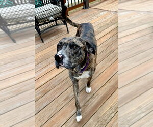Bark Twain - Male Catahoula Leopard Dog-Unknown Mix Dog for Adoption - Photo #4