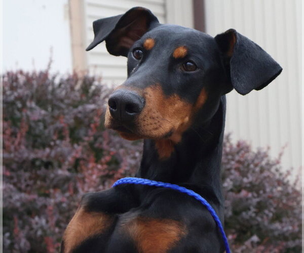 Medium Photo #6 Doberman Pinscher Puppy For Sale in Omaha, NE, USA