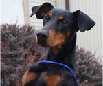 Small #5 Doberman Pinscher
