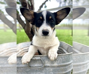 Welsh Cardigan Corgi Puppy for sale in FAIRBANK, IA, USA