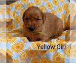 Puppy Yellow girl Golden Retriever