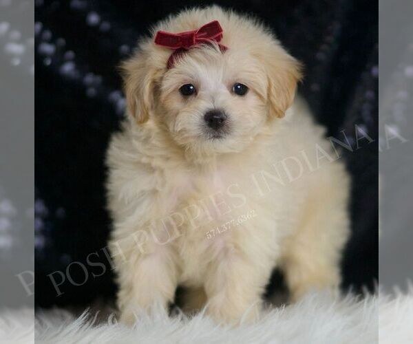 Medium Photo #1 Maltipoo Puppy For Sale in WARSAW, IN, USA