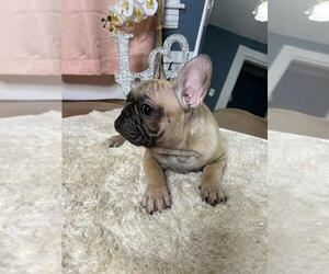 French Bulldog Puppy for sale in BOSTON, MA, USA