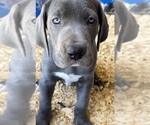 Small Photo #33 Great Dane Puppy For Sale in PINNACLE, NC, USA