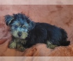 Small #12 Yorkshire Terrier