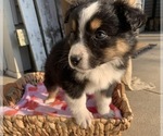 Small Photo #2 Australian Shepherd Puppy For Sale in GREENWOOD, IN, USA