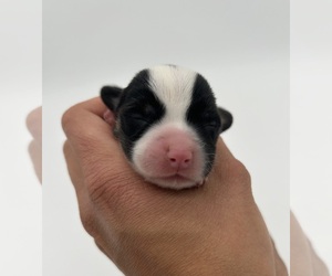 Welsh Cardigan Corgi Puppy for sale in FAIRBANK, IA, USA