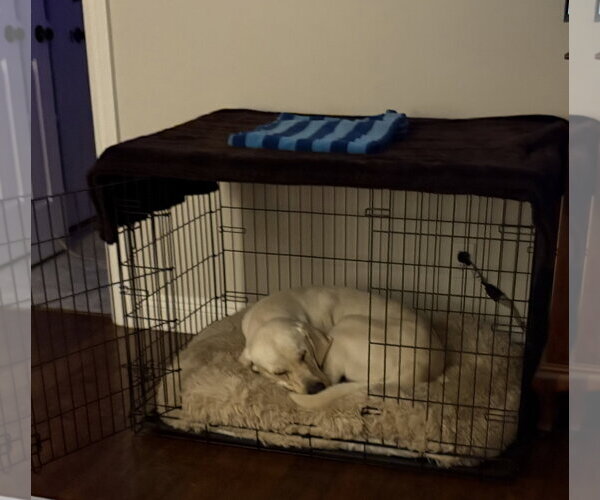 Medium Photo #7 Labrador Retriever-Unknown Mix Puppy For Sale in San Diego, CA, USA