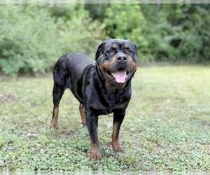 Eva - Female Rottweiler Dog for Adoption - Photo #3