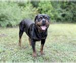 Small Photo #3 Rottweiler Puppy For Sale in Hillsboro, NH, USA