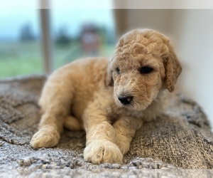 Goldendoodle Puppy for sale in BROOKS, OR, USA