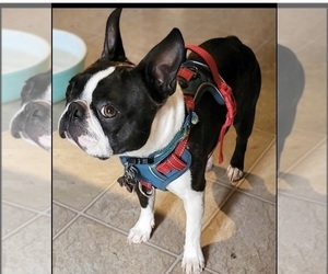 Father of the Boston Terrier puppies born on 07/24/2025