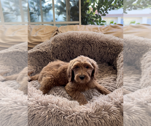 Medium Photo #1 Goldendoodle Puppy For Sale in RIVERSIDE, CA, USA