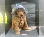 Small #4 Poodle (Standard)
