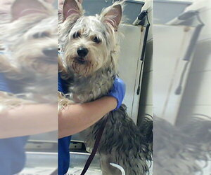 Mutt Dogs for adoption in Fayetteville, NC, USA