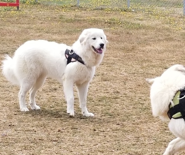 Medium Photo #1 Great Pyrenees Puppy For Sale in ABERDEEN, WA, USA