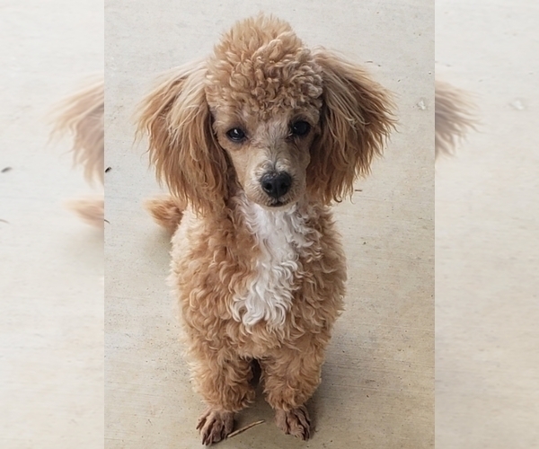 Medium Photo #1 Poodle (Toy) Puppy For Sale in WINSTON SALEM, NC, USA