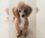 Small Photo #1 Poodle (Toy) Puppy For Sale in WINSTON SALEM, NC, USA