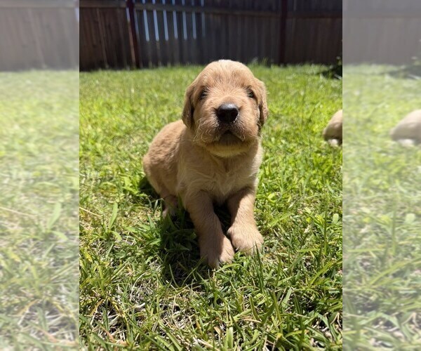 Medium Photo #12 English Cream Golden Retriever Puppy For Sale in SACRAMENTO, CA, USA