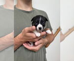 Small #1 Boston Huahua