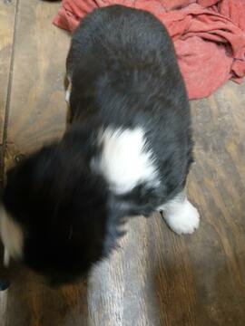 Medium Photo #6 Siberian Husky Puppy For Sale in ELLENDALE, MN, USA
