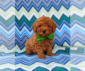 Poodle (Miniature) Puppy for sale in QUARRYVILLE, PA, USA