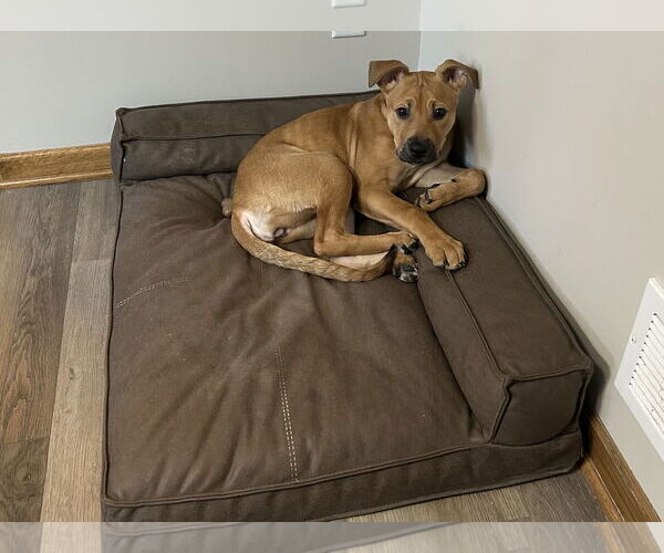 Medium Photo #5 Mutt Puppy For Sale in Farmington, MN, USA