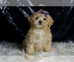 Small #5 Maltipoo