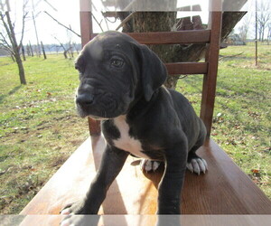 Great Dane Puppy for sale in LIMA, OH, USA