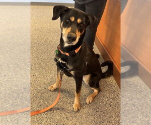 Doberman Pinscher-Unknown Mix Dogs for adoption in Greenbelt, MD, USA