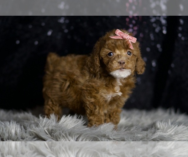 Medium Photo #1 Poodle (Toy) Puppy For Sale in WARSAW, IN, USA