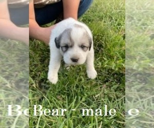 Great Pyrenees Puppy for sale in OWENTON, KY, USA