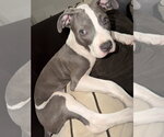 Small #3 American Pit Bull Terrier Mix
