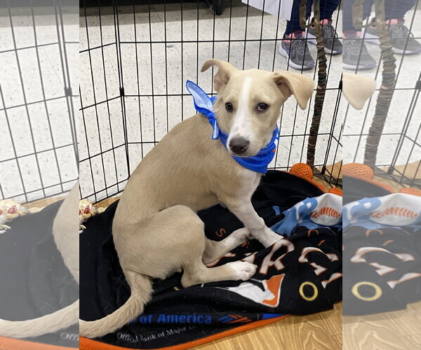 Medium Photo #8 Mutt Puppy For Sale in Hillsboro, MO, USA