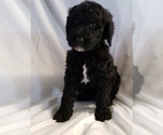 Small Photo #10 Poodle (Standard) Puppy For Sale in ODESSA, WA, USA