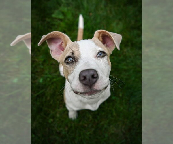 Medium Photo #5 American Pit Bull Terrier-Unknown Mix Puppy For Sale in Andover, MN, USA