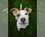 Small #4 American Pit Bull Terrier Mix