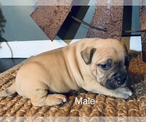 American Bulldog Puppy for sale in PLEASANT HOPE, MO, USA