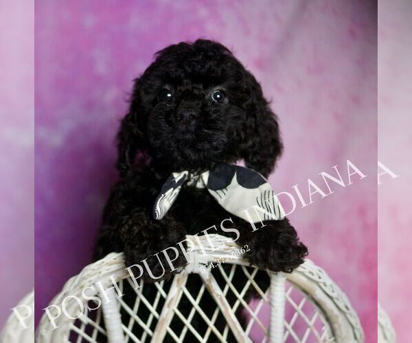 Medium Photo #84 Poodle (Miniature) Puppy For Sale in WARSAW, IN, USA