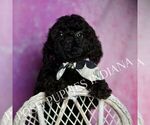 Puppy Landen Poodle (Miniature)